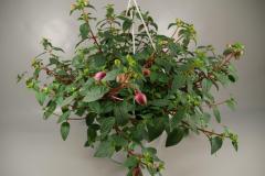Hangpot 21cm Fuchsia