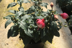 Pot 11cm Fuchsia