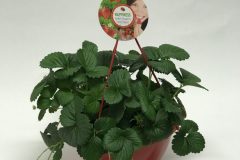 hangpot 22cm Aardbeienplant